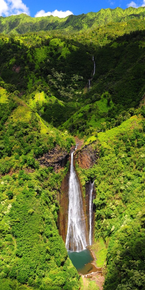 a close up of a lush green forest